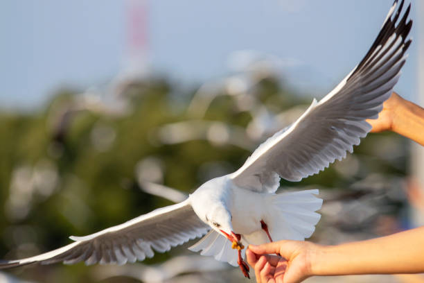 istock Seagulls eating food from tourists 1304660590