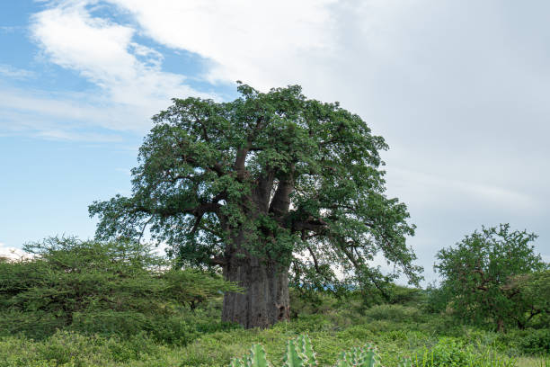 istock Baobab Tree in bush Tanzania 1304660748
