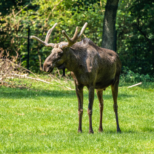 European Moose, Alces alces, also known as the elk. Wild life animal.