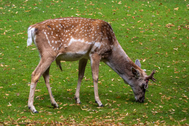 istock The fallow deer, Dama mesopotamica is a ruminant mammal 1304661508