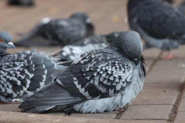 Sleeping urban bird dove on the sidewalk.