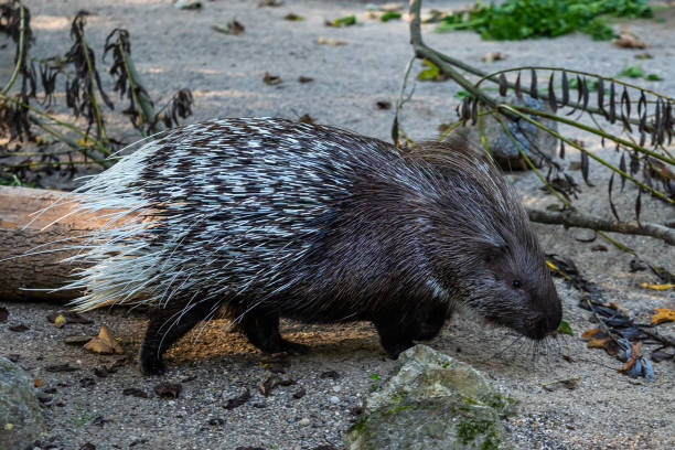 istock Indian crested Porcupine, Hystrix indica in a german nature park 1304662459
