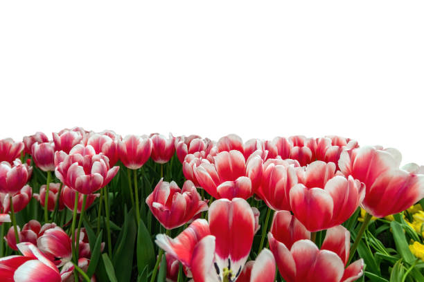 istock Spring coloful tulip bulb flower field isolated on white background 1304662709