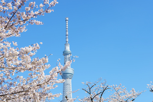 Tokyo, Japan - April 2, 2019 : Tokyo Sky Tree tower with sakura cherry blossom on blue sky.