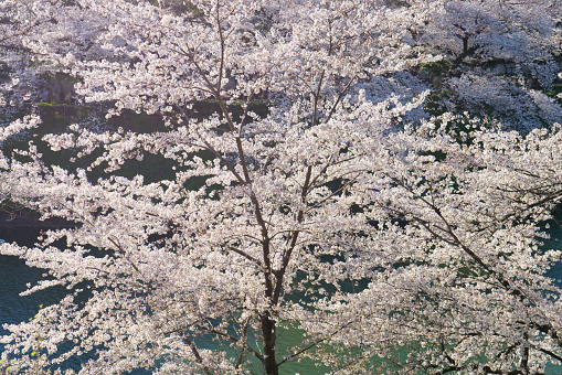 Sakura cherry blossom tree at park in spring.