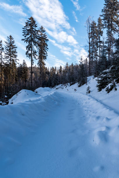 winter scenery with snow covered forest road, trees and blue sky with clouds winter scenery with snow covered forest road, trees and blue sky with clouds bellow Misaci hill summit above Moravka village in winter Moravskoslezske Beskydy mountains in Czech republic moravian silesian beskids photos stock pictures, royalty-free photos & images