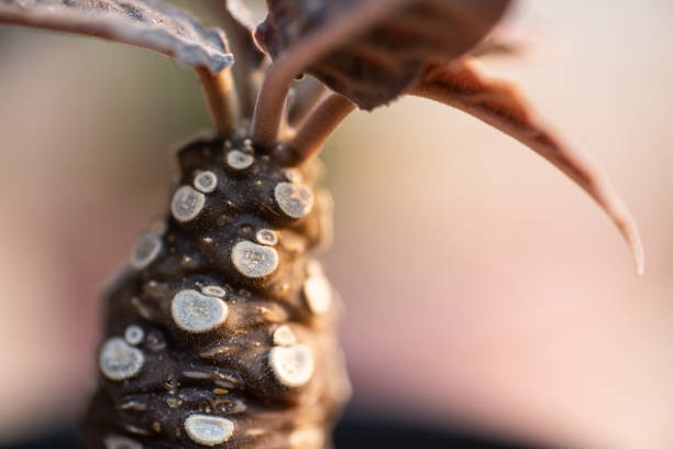 istock Close up little plants in nature. 1304664203