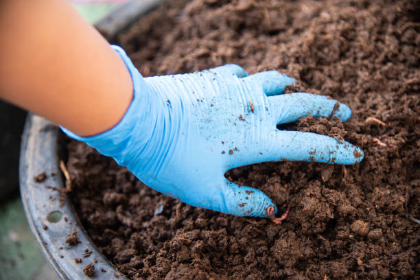 istock Close up Organic fertilizers with worm AF. 1304664210