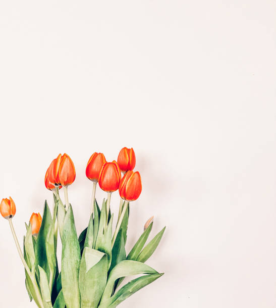 Beautiful orange yellow tulips.