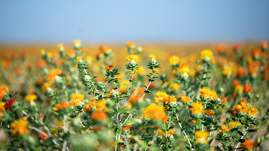 Blooming in the field Carthamus tinctorius false saffron The plant is used in the manufacture of dyes and margarine.