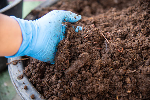 istock Close up Organic fertilizers with worm AF. 1304664905