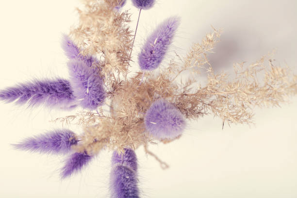 istock rabbit tail grass and pampas grass, dried flowers bouquet on beige background. Minimalistic composition. Romantic, nature background. selective focus 1304666051