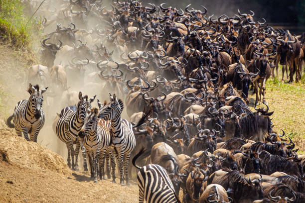 Blue Wildebeest crossing the Mara River during the annual migration in Kenya stock photo