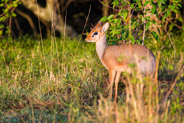 istock A male Dik-dik walking through the undergrowth looking for a female 1304669579