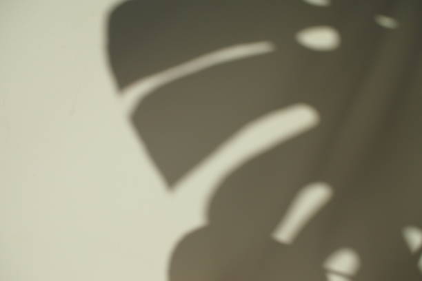 istock Shadow of monstera plant leaf on white background 1304670565