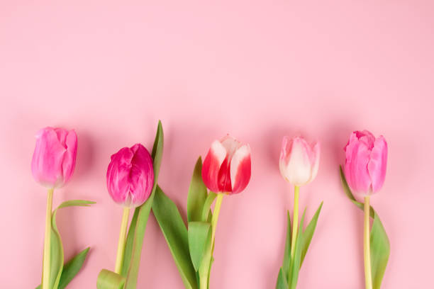 istock Beautiful colorful tulips on light pink background with copy space for text. Design for greeting card - Mother's Day, Women Day, 8 March or Valentines Day concept. Selective focus 1304670677