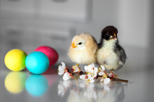 Happy Easter card. Little fluffy chickens, colorful Easter eggs and blooming twig on glass surface. Selectiva focus.