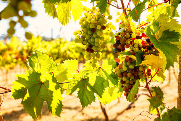 istock Bunch of colored grapes hanging on Italian vineyard 1304673455