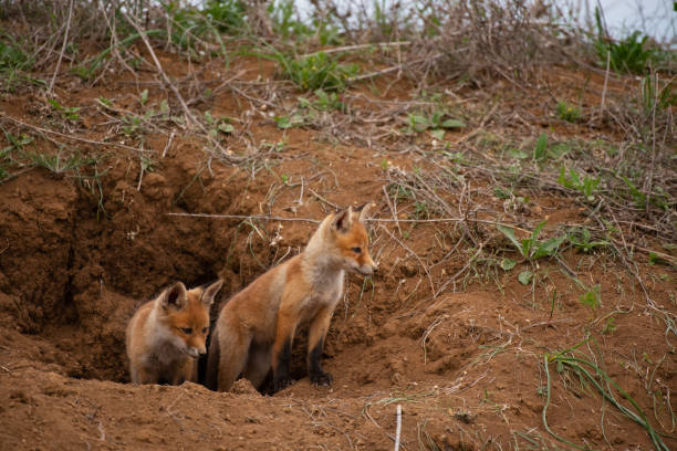 istock Two young red Fox near his hole. Vulpes vulpes close up 1304673656