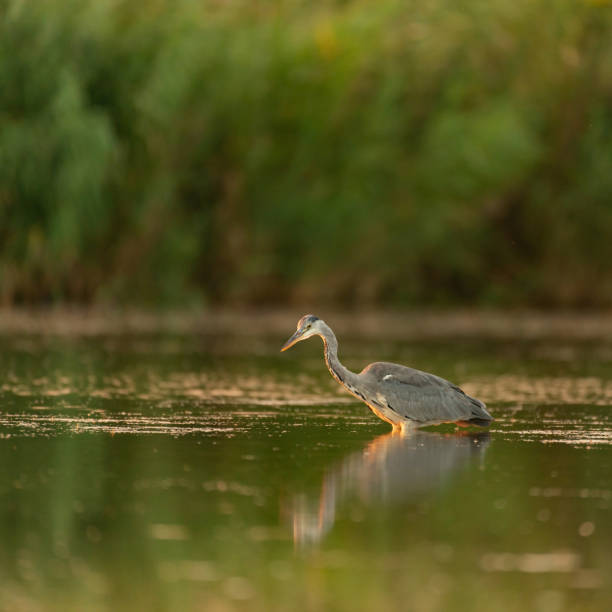 istock Grey Heron in the habitat. Ardea cinereat 1304673678