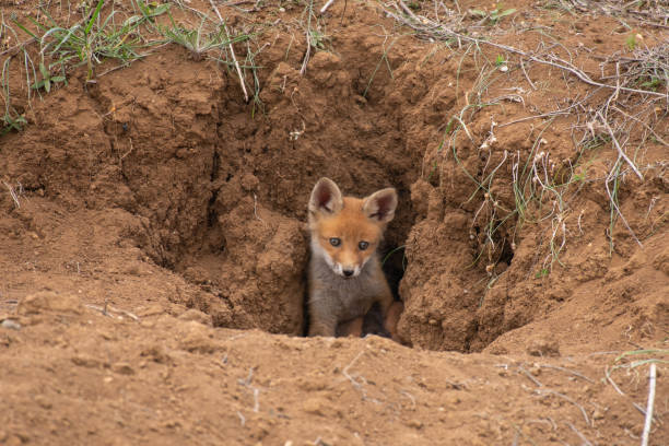 istock Young Red Fox looks out of his burrows. Vulpes vulpes 1304673728