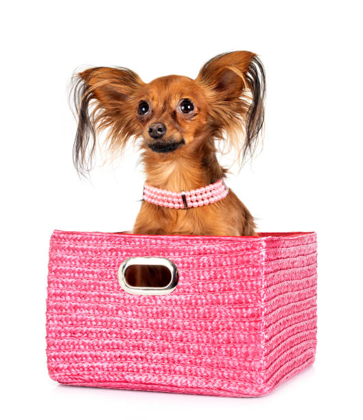 istock Russkiy Toy 1304674406