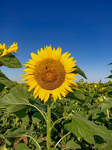 Flowers of yellow sunflowers in the field under blue sky without clouds