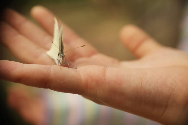 istock a butterfly stay on a child's palm 1304675802