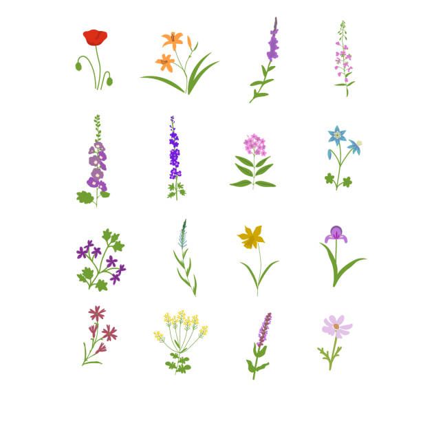ilustraciones, imágenes clip art, dibujos animados e iconos de stock de conjunto de flores de prado - adelfilla