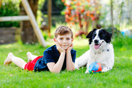 Active kid boy playing with family dog in garden. Laughing school child having fun with training dog, running and playing with ball. Happy family outdoors. Friendship between animal and kids.