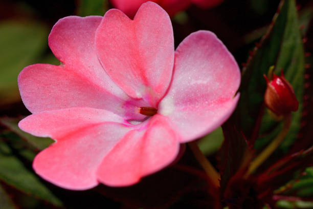 istock Sunpatiens / Impatiens flower 1304677278