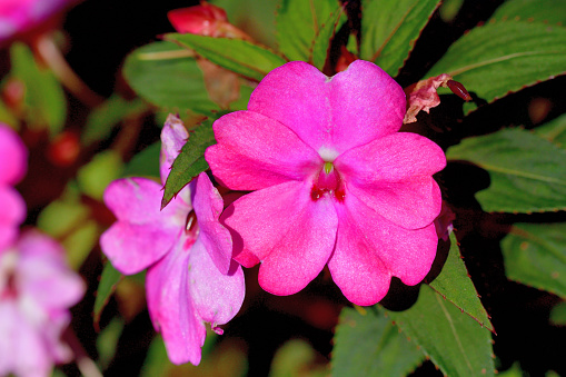 Two pink Frangipani flowers