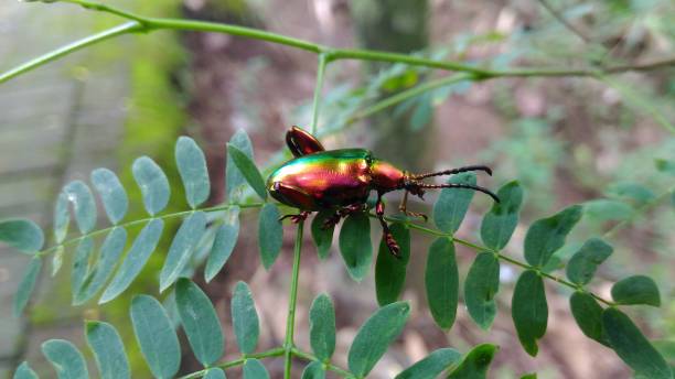 istock The Tansy Beetle Chrysolina graminis 1304677977