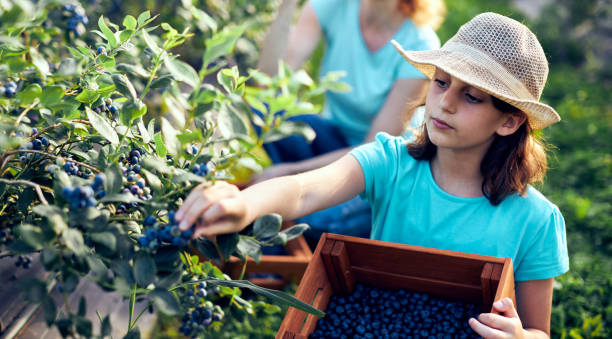 madre e figlia che raccolgono mirtilli in una fattoria biologica - concetto di azienda familiare. - business mature adult employment issues women foto e immagini stock