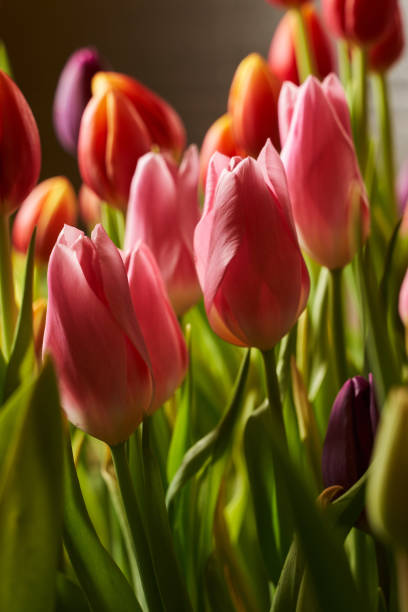 istock beautiful multi-colored tulips. selective focus. vertical photo 1304678094
