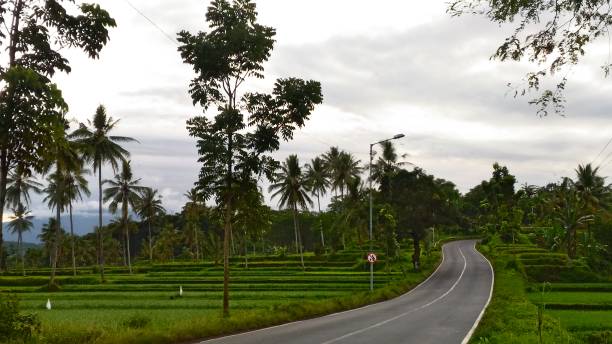istock Road view between rice fields with tall trees and clouds covering the sun 1304678620