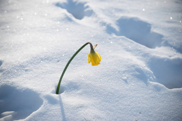 istock blooming narcissus in snow 1304678847