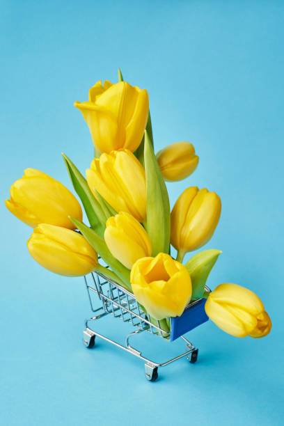 istock yellow tulips on blue background 1304678868