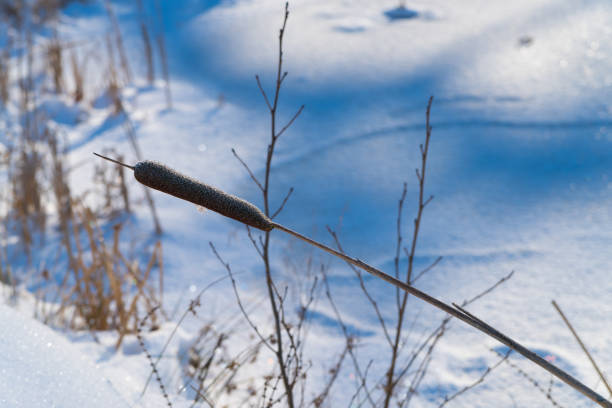 single cattail in a snowy winter background