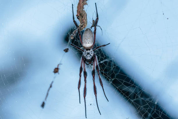 golden orb weaver hembra y macho (pequeño), cotter reserve, act, febrero de 2021 - white animal eye arachnid australia fotografías e imágenes de stock