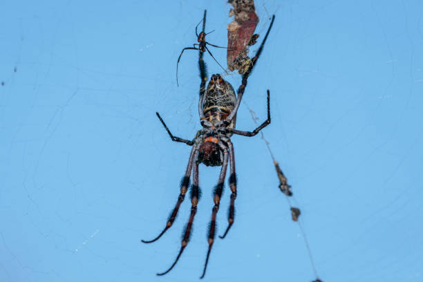 golden orb weaver female and male (small), cotter reserve, act, february 2021 - white animal eye arachnid australia imagens e fotografias de stock