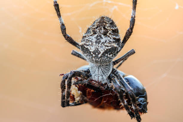 knobbled orbweaver, cotter reserve, act, february 2021 - white animal eye arachnid australia imagens e fotografias de stock