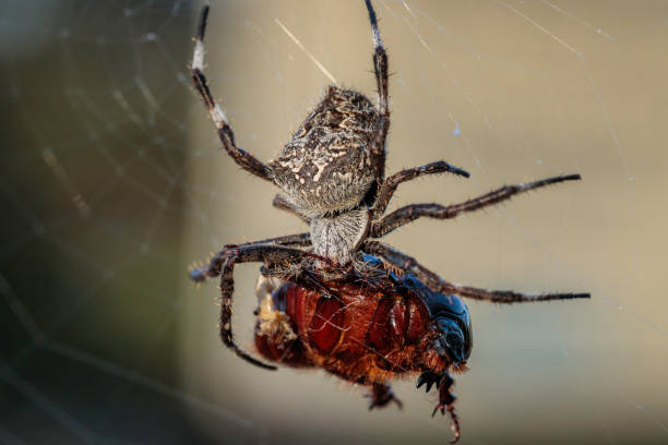 knobbled orbweaver, cotter reserve, act, febrero de 2021 - white animal eye arachnid australia fotografías e imágenes de stock