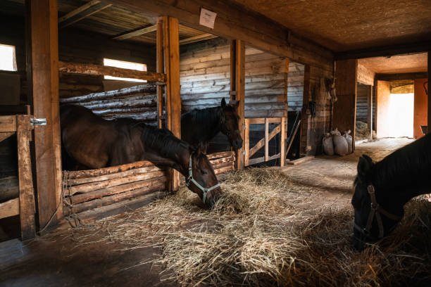 istock Spacious, cozy and clean stable with happy and eating horses 1304680178