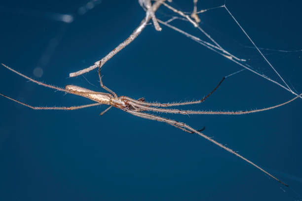 long-jawed spider, cotter reserve, act, february 2021 - white animal eye arachnid australia imagens e fotografias de stock