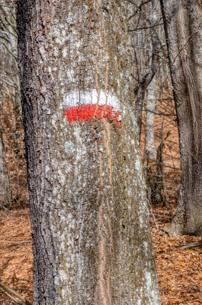 istock Painted signpost for hiking trails. Color image 1304680246