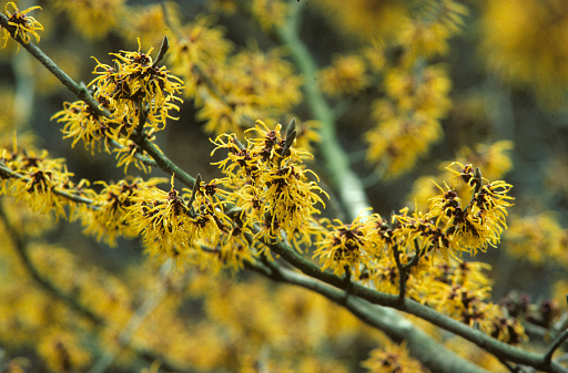 witch-hazel in autumn Hamamelis virginiana