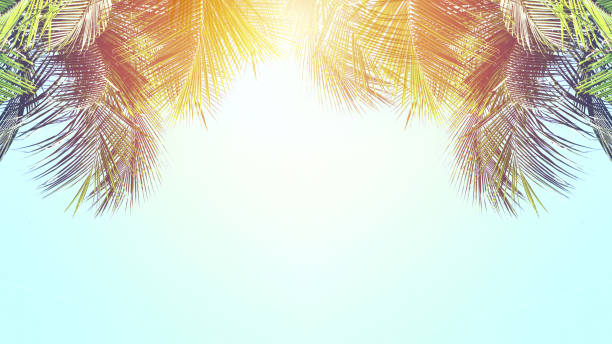 Blue sky and palm trees, vintage style. Summer background concept stock photo