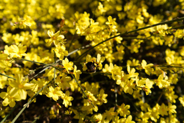 пчела опыления зимний жасмин - jasminum nudiflorum во время солнечного дня в северной италии. - animal beautiful beauty in nature bee стоковые фото и изображения