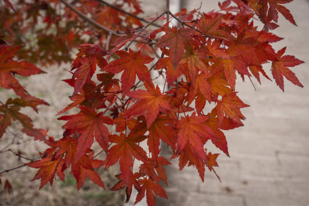 istock Red autumn maple leaves in Abruzzo mountains, Italy 1304681862